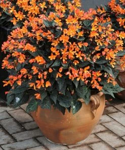 Roots Plants Begonia 'Glowing Embers' Jumbo Plug Plants Begonias