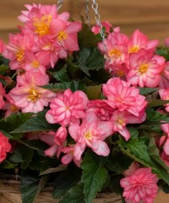 Roots Plants Begonia Nonstop® Joy 'Rose Picotee' Jumbo Plug Plants 15 Roots Plants Begonia Nonstop® Joy 'Rose Picotee' Jumbo Plug Plants