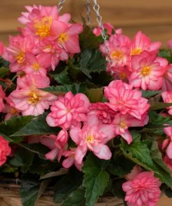 Roots Plants Begonia Nonstop® Joy 'Rose Picotee' Jumbo Plug Plants 20 Roots Plants Begonia Nonstop® Joy 'Rose Picotee' Jumbo Plug Plants