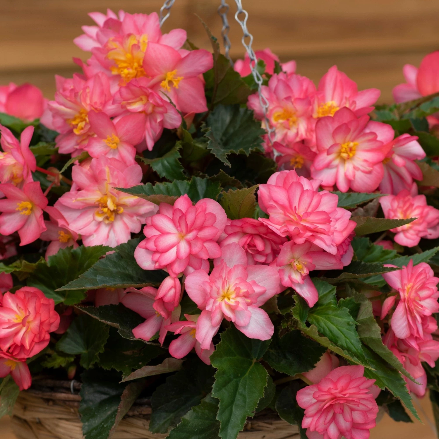 Roots Plants Begonia Nonstop® Joy 'Rose Picotee' Jumbo Plug Plants 11 Roots Plants Begonia Nonstop® Joy 'Rose Picotee' Jumbo Plug Plants