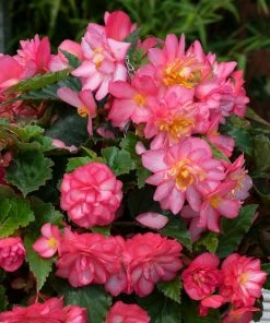 Roots Plants Begonia Nonstop® Joy 'Rose Picotee' Jumbo Plug Plants 14 Roots Plants Begonia Nonstop® Joy 'Rose Picotee' Jumbo Plug Plants