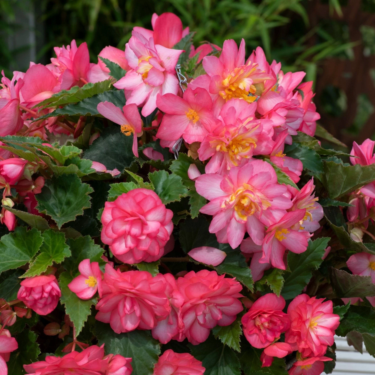Roots Plants Begonia Nonstop® Joy 'Rose Picotee' Jumbo Plug Plants 5 Roots Plants Begonia Nonstop® Joy 'Rose Picotee' Jumbo Plug Plants