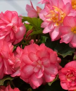 Roots Plants Begonia Nonstop® Joy 'Rose Picotee' Jumbo Plug Plants 19 Roots Plants Begonia Nonstop® Joy 'Rose Picotee' Jumbo Plug Plants