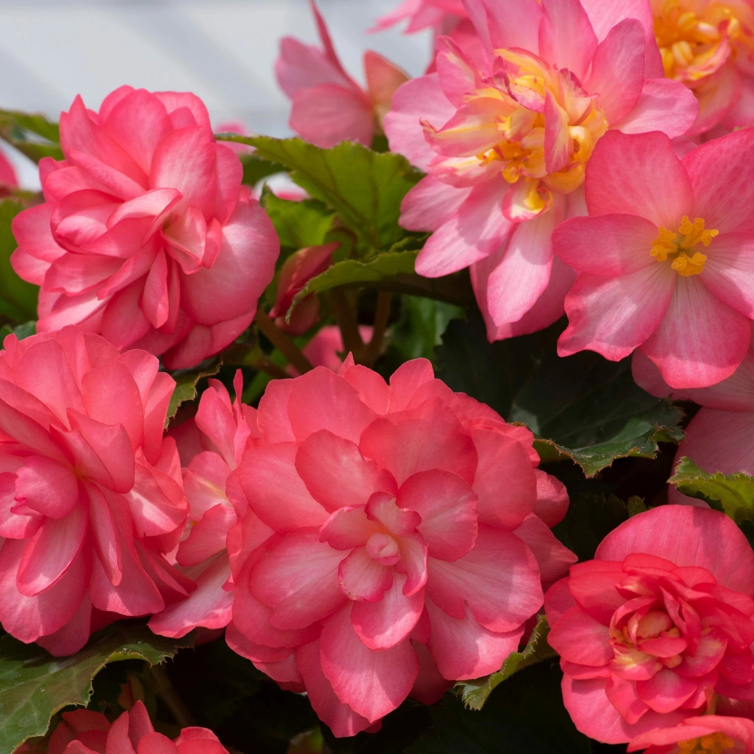 Roots Plants Begonia Nonstop® Joy 'Rose Picotee' Jumbo Plug Plants 10 Roots Plants Begonia Nonstop® Joy 'Rose Picotee' Jumbo Plug Plants