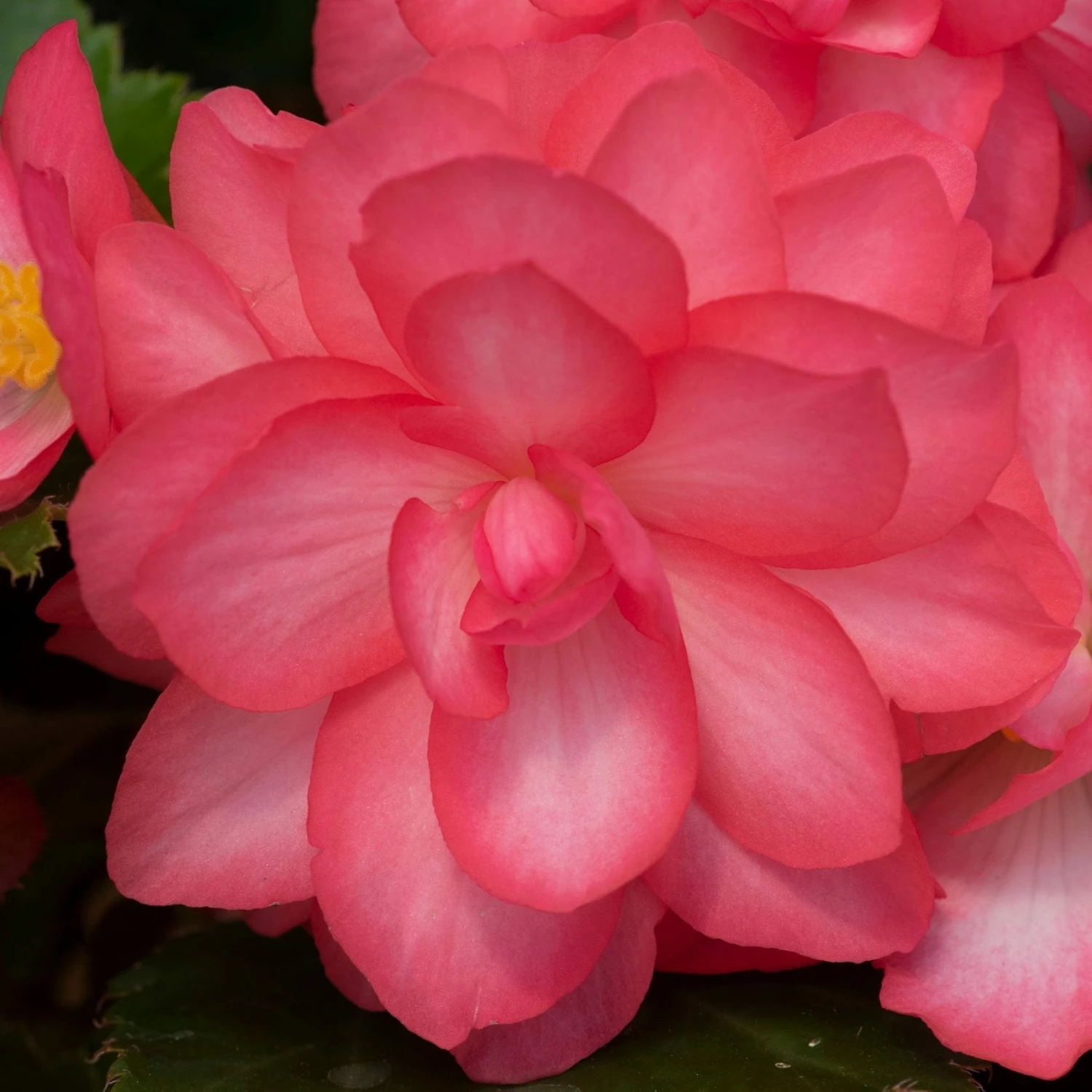 Roots Plants Begonia Nonstop® Joy 'Rose Picotee' Jumbo Plug Plants 8 Roots Plants Begonia Nonstop® Joy 'Rose Picotee' Jumbo Plug Plants
