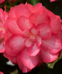 Roots Plants Begonia Nonstop® Joy 'Rose Picotee' Jumbo Plug Plants 16 Roots Plants Begonia Nonstop® Joy 'Rose Picotee' Jumbo Plug Plants