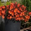 Roots Plants Begonias Begonia 'Rivulet Orange' Jumbo Plug Plants 2 Roots Plants Begonias Begonia 'Rivulet Orange' Jumbo Plug Plants