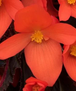 Roots Plants Begonias Begonia 'Rivulet Orange' Jumbo Plug Plants