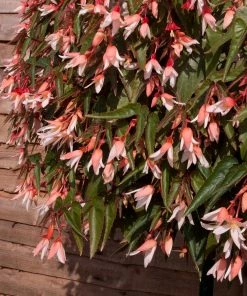 Roots Plants Begonia Starshine 'Appleblossom' Jumbo Plug Plants