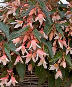 Roots Plants Begonia Starshine 'Appleblossom' Jumbo Plug Plants