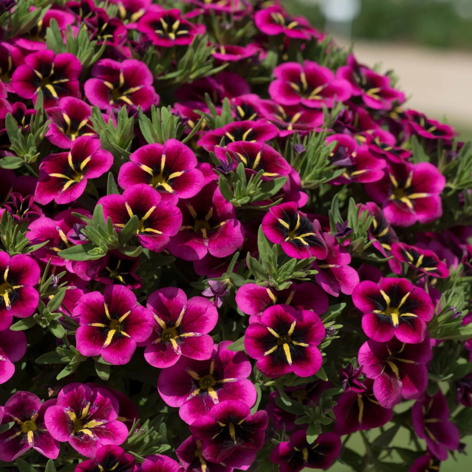 Roots Plants Calibrachoa Cabaret® 'Good Night Kiss' Jumbo Plug Plants Calibrachoas 6 Roots Plants Calibrachoa Cabaret® 'Good Night Kiss' Jumbo Plug Plants Calibrachoas