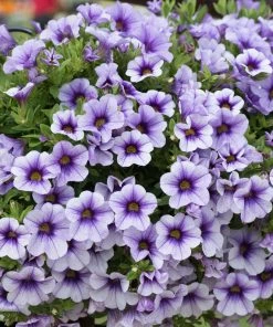 Roots Plants Calibrachoa Can-Can 'Blueberry Punch' Jumbo Plug Plants Calibrachoas