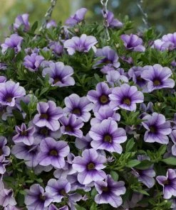 Roots Plants Calibrachoa Can-Can 'Blueberry Punch' Jumbo Plug Plants Calibrachoas