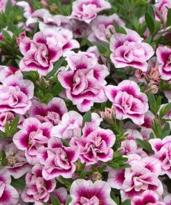 Roots Plants Calibrachoa Can-Can 'Double Pinktastic' Jumbo Plug Plants