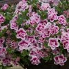 Roots Plants Calibrachoa Can-Can 'Double Pinktastic' Jumbo Plug Plants 1 Roots Plants Calibrachoa Can-Can 'Double Pinktastic' Jumbo Plug Plants