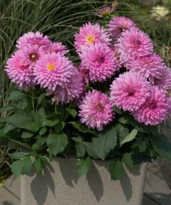 Roots Plants Dahlia Dalina Maxi 'Salinas' Jumbo Plug Plants