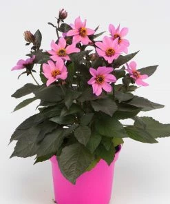 Roots Plants Dahlia 'Happy Days Pink' Jumbo Plug Plants