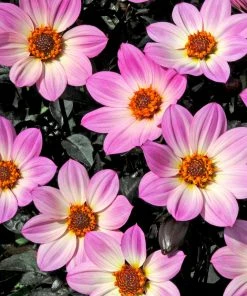 Roots Plants Dahlia 'Happy Days Pink' Jumbo Plug Plants