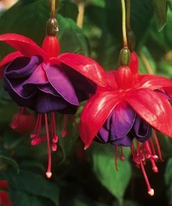 Roots Plants Fuchsias Trailing Fuchsia 'Dark Eyes' Jumbo Plug Plants 8 Roots Plants Fuchsias Trailing Fuchsia 'Dark Eyes' Jumbo Plug Plants