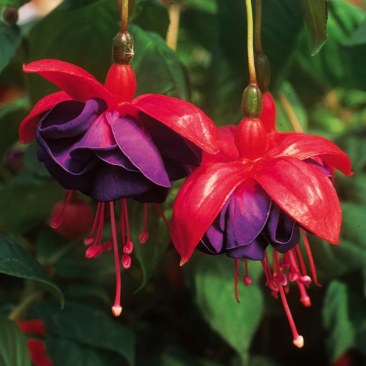 Roots Plants Fuchsias Trailing Fuchsia 'Dark Eyes' Jumbo Plug Plants 5 Roots Plants Fuchsias Trailing Fuchsia 'Dark Eyes' Jumbo Plug Plants
