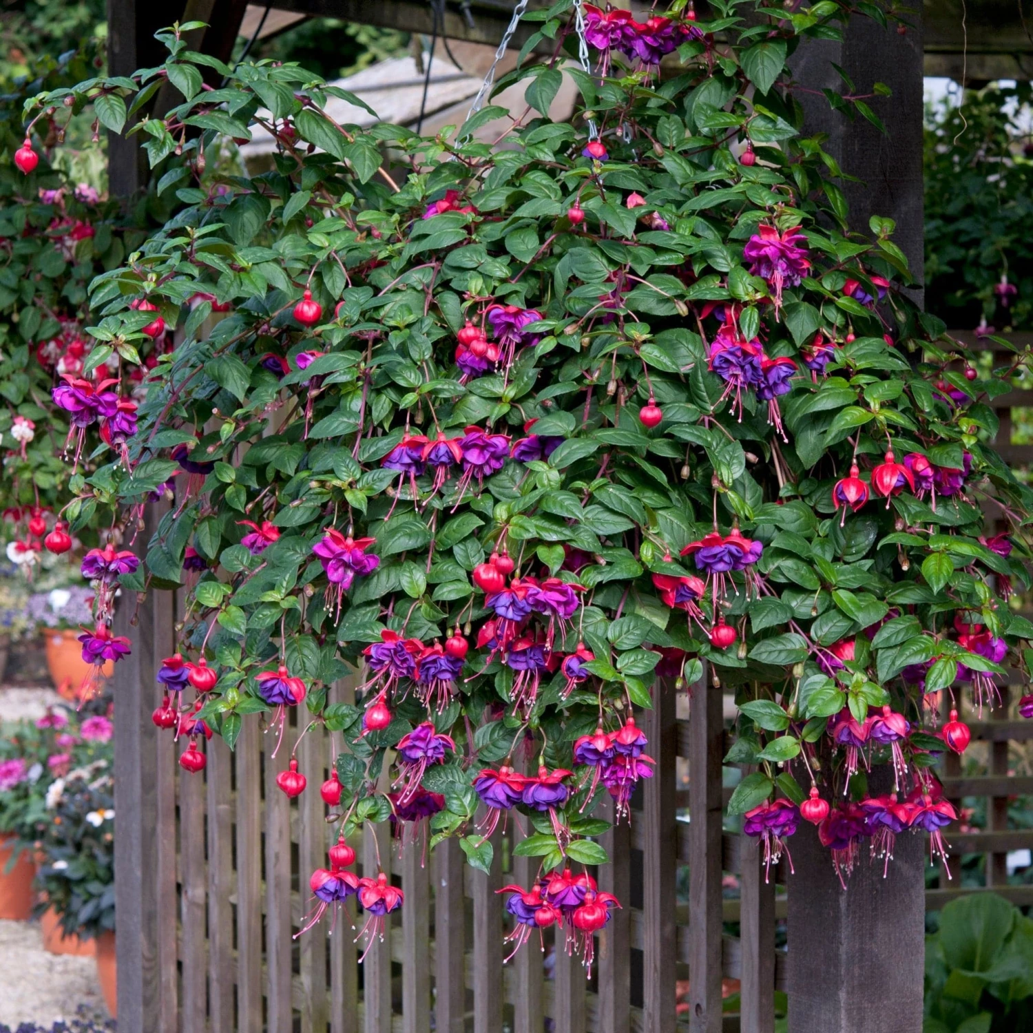 Roots Plants Fuchsias Trailing Fuchsia 'Dark Eyes' Jumbo Plug Plants 4 Roots Plants Fuchsias Trailing Fuchsia 'Dark Eyes' Jumbo Plug Plants