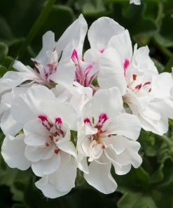Roots Plants Geranium Sunflair 'Eva White' Jumbo Plug Plants