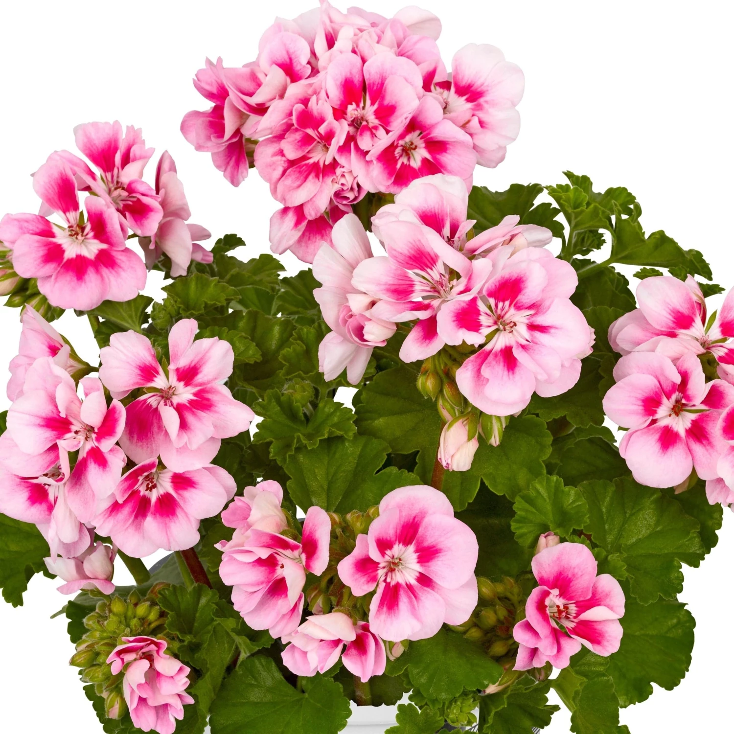 Roots Plants Geranium Zonal Smart 'Lieke Pink Eye' Jumbo Plug Plants Geraniums & Pelargoniums 6 Roots Plants Geranium Zonal Smart 'Lieke Pink Eye' Jumbo Plug Plants Geraniums & Pelargoniums