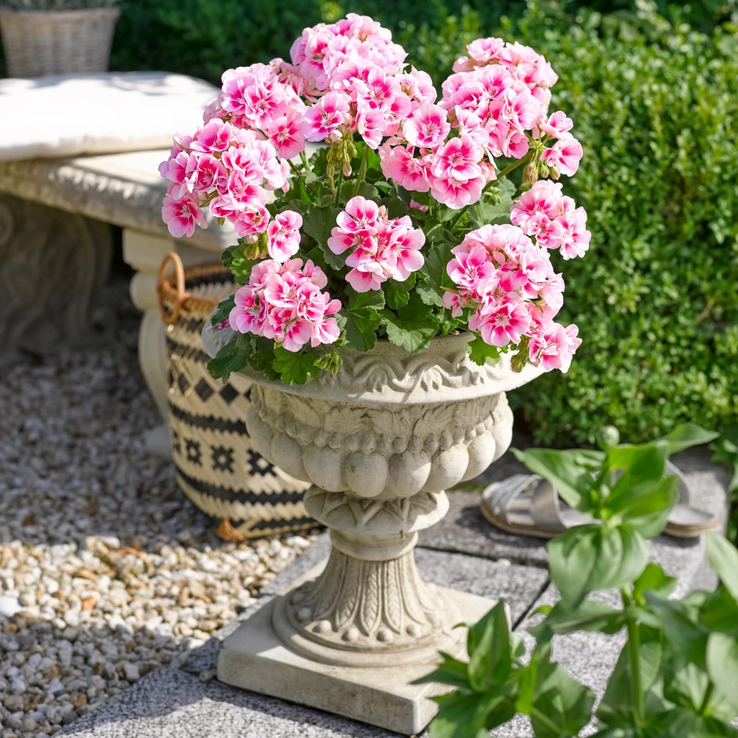 Roots Plants Geranium Zonal Smart 'Lieke Pink Eye' Jumbo Plug Plants Geraniums & Pelargoniums 3 Roots Plants Geranium Zonal Smart 'Lieke Pink Eye' Jumbo Plug Plants Geraniums & Pelargoniums