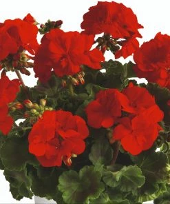 Roots Plants Geraniums & Pelargoniums Geranium Zonal Smart 'Senna Red' Jumbo Plug Plants