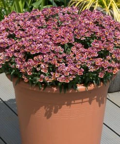 Roots Plants Nemesia Nesia 'Tutti Frutti' Jumbo Plug Plants