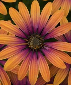 Roots Plants Osteospermum FlowerPower 'Purple Sun' Jumbo Plug Plants 10 Roots Plants Osteospermum FlowerPower 'Purple Sun' Jumbo Plug Plants