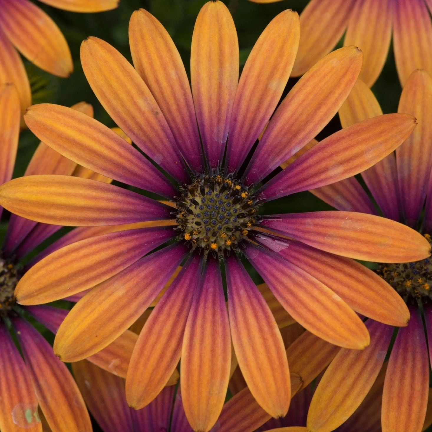 Roots Plants Osteospermum FlowerPower 'Purple Sun' Jumbo Plug Plants 6 Roots Plants Osteospermum FlowerPower 'Purple Sun' Jumbo Plug Plants