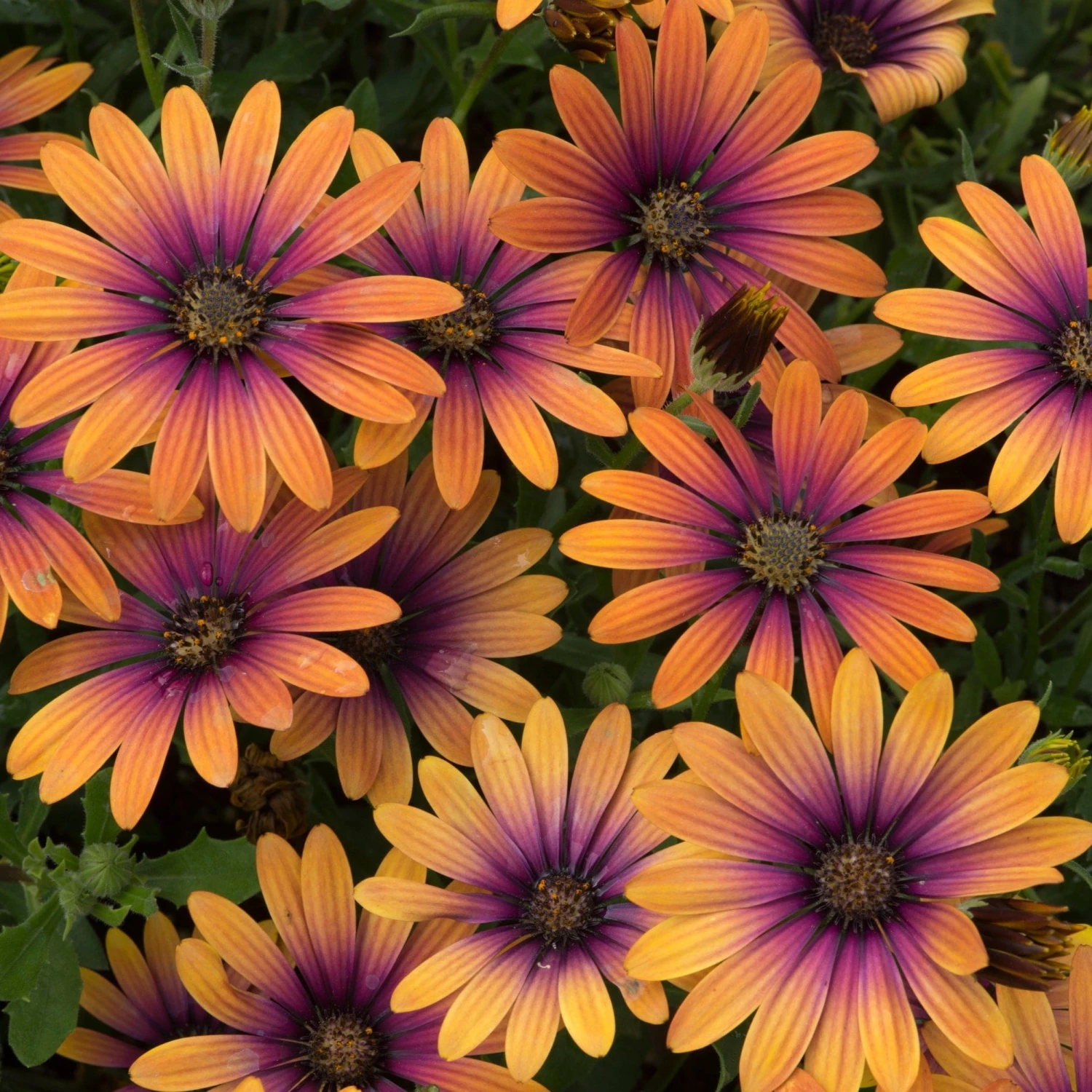 Roots Plants Osteospermum FlowerPower 'Purple Sun' Jumbo Plug Plants 5 Roots Plants Osteospermum FlowerPower 'Purple Sun' Jumbo Plug Plants