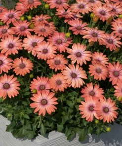 Roots Plants Osteospermum Serenity 'Coral Magic' Jumbo Plug Plants