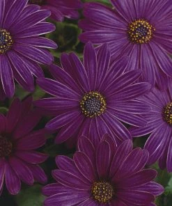 Roots Plants Osteospermum Serenity 'Dark Purple' Jumbo Plug Plants