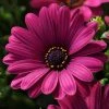 Roots Plants Osteospermum Serenity 'Dark Purple' Jumbo Plug Plants 1 Roots Plants Osteospermum Serenity 'Dark Purple' Jumbo Plug Plants