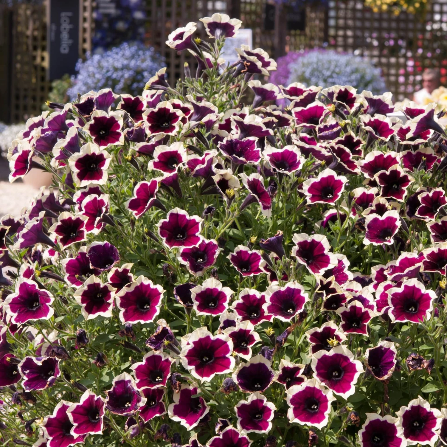 Roots Plants Petunias Petunia Cascadia 'Rim Magenta' Jumbo Plug Plants 8 Roots Plants Petunias Petunia Cascadia 'Rim Magenta' Jumbo Plug Plants