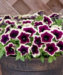 Roots Plants Petunias Petunia Cascadia 'Rim Magenta' Jumbo Plug Plants 13 Roots Plants Petunias Petunia Cascadia 'Rim Magenta' Jumbo Plug Plants