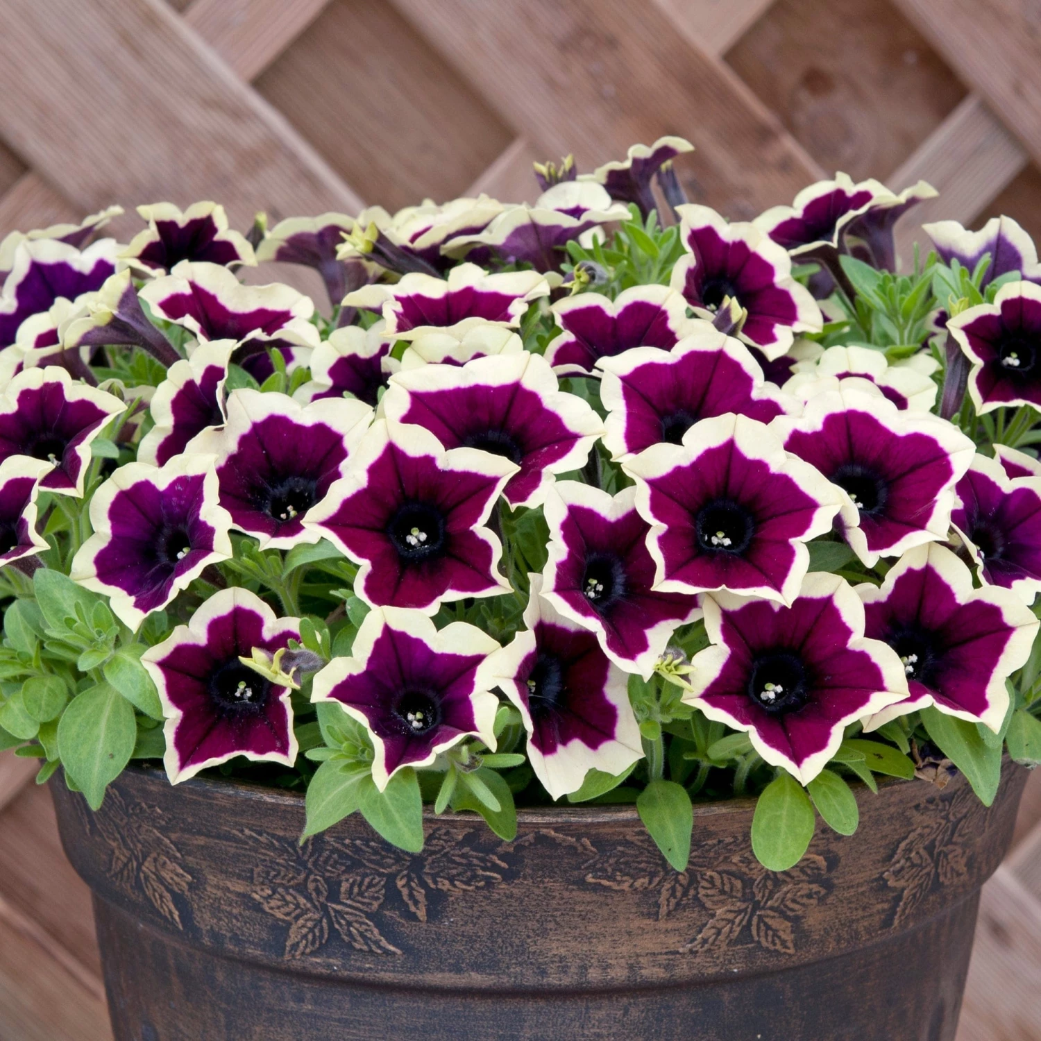 Roots Plants Petunias Petunia Cascadia 'Rim Magenta' Jumbo Plug Plants 7 Roots Plants Petunias Petunia Cascadia 'Rim Magenta' Jumbo Plug Plants