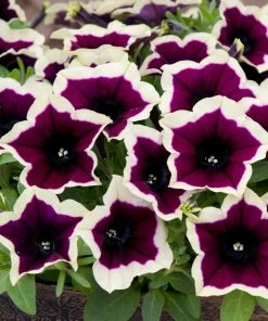 Roots Plants Petunias Petunia Cascadia 'Rim Magenta' Jumbo Plug Plants 12 Roots Plants Petunias Petunia Cascadia 'Rim Magenta' Jumbo Plug Plants