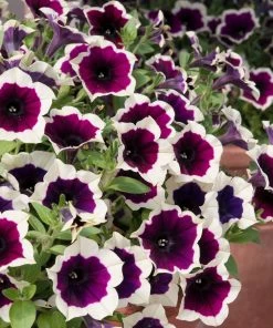 Roots Plants Petunias Petunia Cascadia 'Rim Magenta' Jumbo Plug Plants 11 Roots Plants Petunias Petunia Cascadia 'Rim Magenta' Jumbo Plug Plants