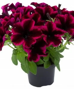 Roots Plants Petunias Petunia Go!tunia 'Cosmic Purple' Jumbo Plug Plants 10 Roots Plants Petunias Petunia Go!tunia 'Cosmic Purple' Jumbo Plug Plants