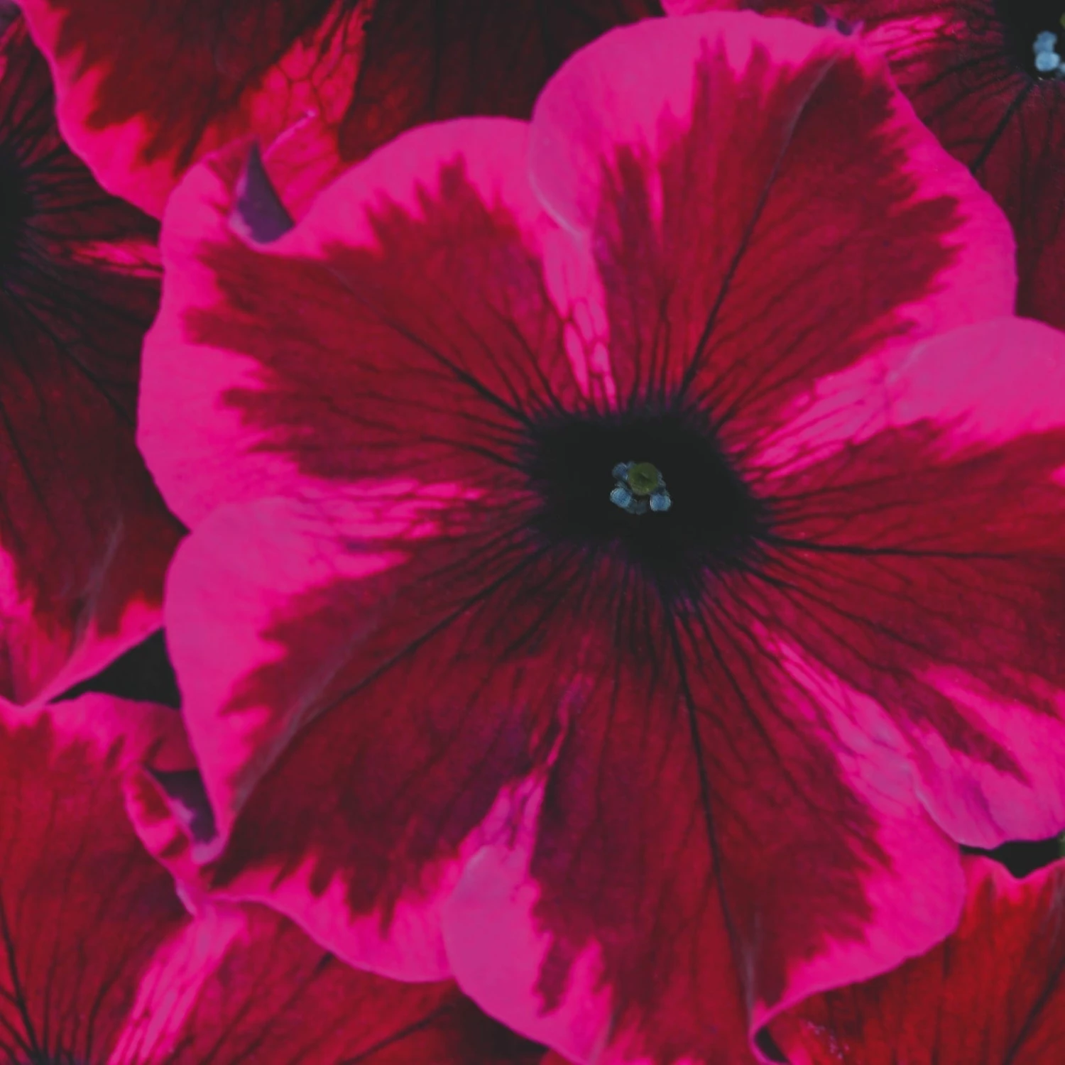 Roots Plants Petunias Petunia Go!tunia 'Cosmic Purple' Jumbo Plug Plants 4 Roots Plants Petunias Petunia Go!tunia 'Cosmic Purple' Jumbo Plug Plants