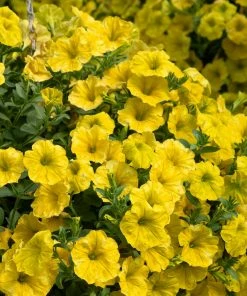 Roots Plants Verbenas 12 Annuals For Hanging Baskets | The Ruby And Sapphire Collection | Geranium, Petunia & Verbena