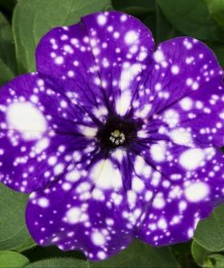 Roots Plants Petunias Petunia 'Night Sky' Jumbo Plug Plants 16 Roots Plants Petunias Petunia 'Night Sky' Jumbo Plug Plants