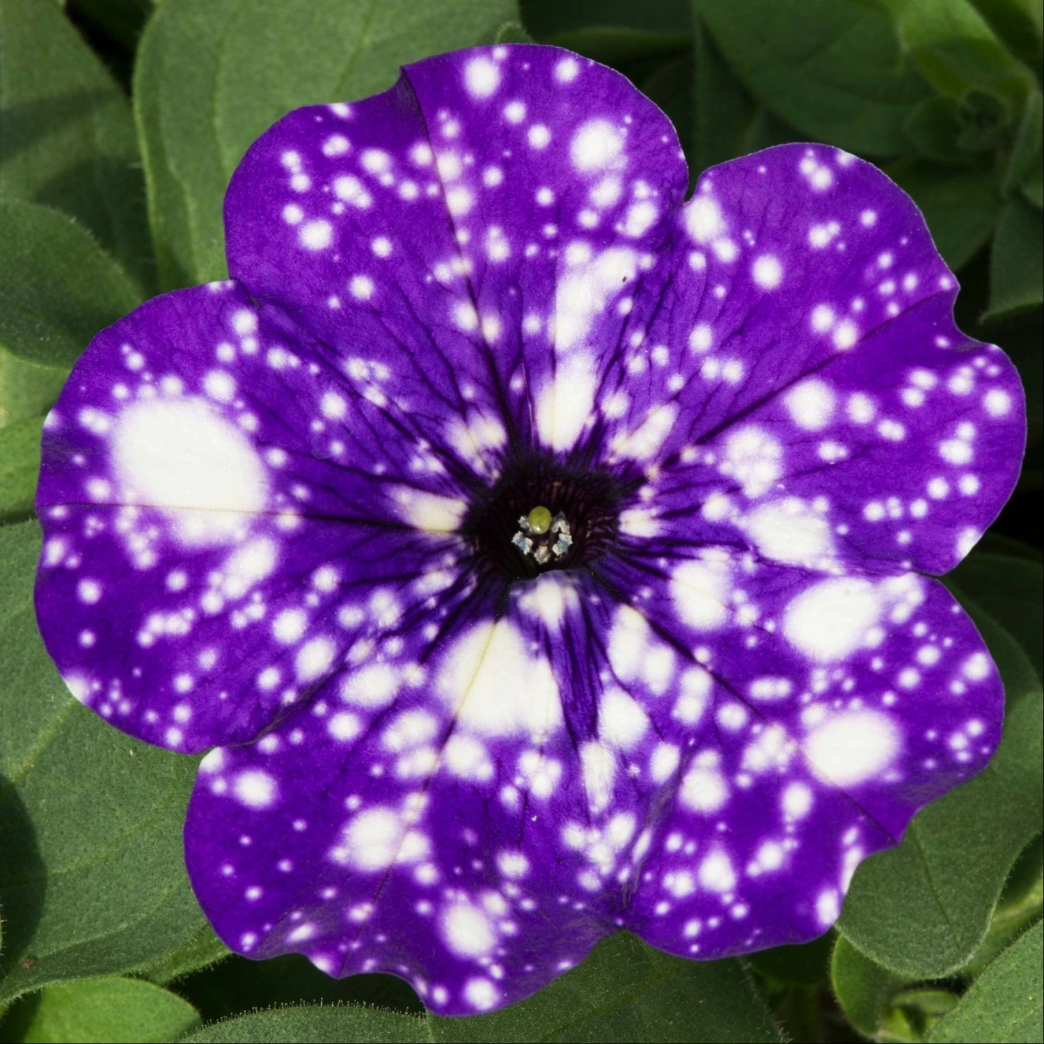 Roots Plants Petunias Petunia 'Night Sky' Jumbo Plug Plants 9 Roots Plants Petunias Petunia 'Night Sky' Jumbo Plug Plants