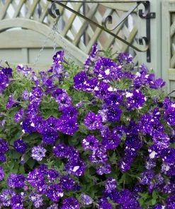 Roots Plants Petunias Petunia 'Night Sky' Jumbo Plug Plants 15 Roots Plants Petunias Petunia 'Night Sky' Jumbo Plug Plants