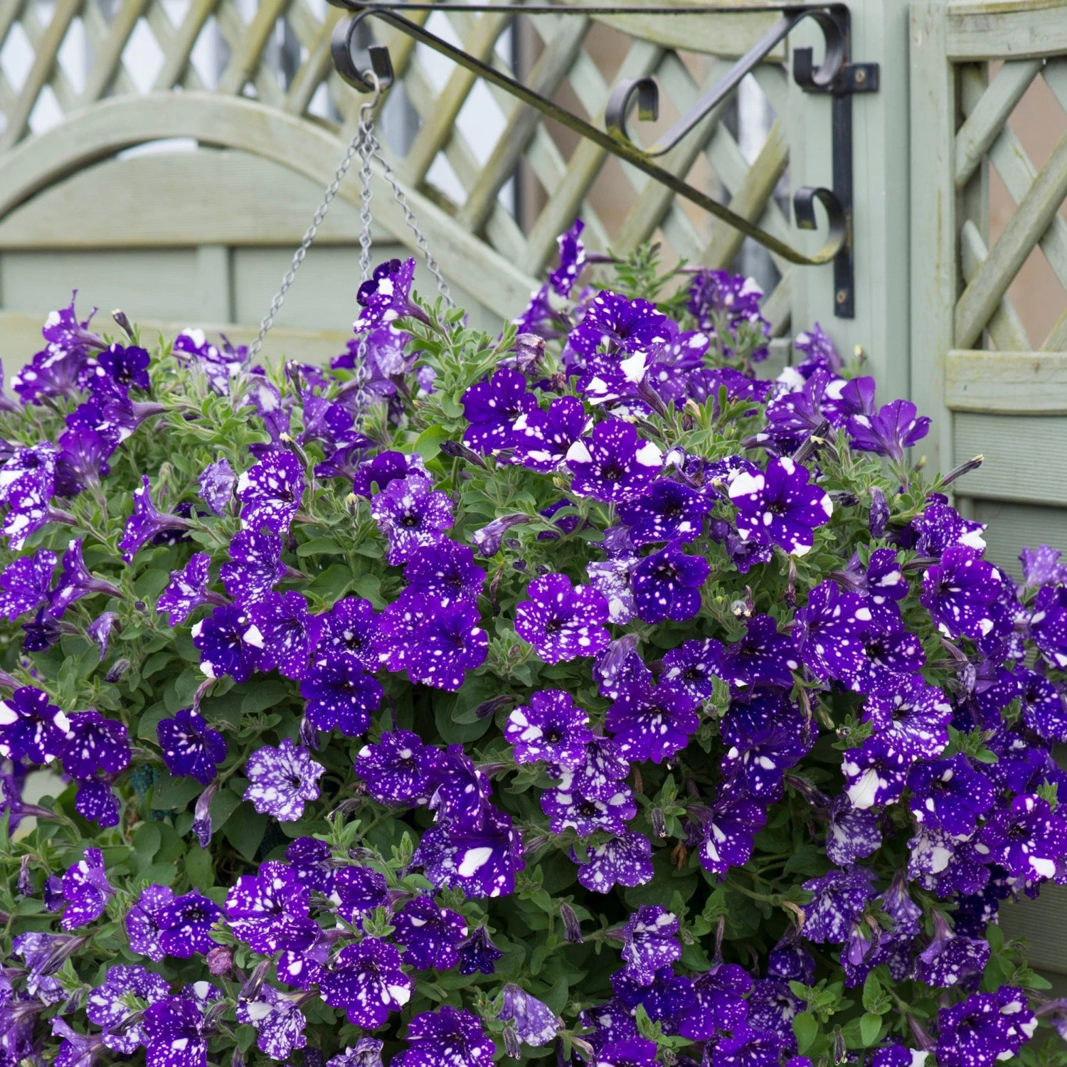 Roots Plants Petunias Petunia 'Night Sky' Jumbo Plug Plants 8 Roots Plants Petunias Petunia 'Night Sky' Jumbo Plug Plants