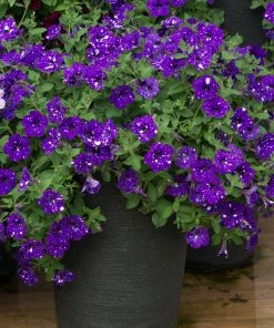 Roots Plants Petunias Petunia 'Night Sky' Jumbo Plug Plants 14 Roots Plants Petunias Petunia 'Night Sky' Jumbo Plug Plants