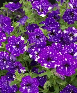 Roots Plants Petunias Petunia 'Night Sky' Jumbo Plug Plants 13 Roots Plants Petunias Petunia 'Night Sky' Jumbo Plug Plants